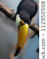 Toucan 112950508