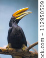 The hornbill 112950509