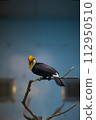 Toucan 112950510