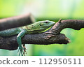 green monitor lizard 112950511