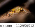 A bearded dragon peeking through a gap 112950512