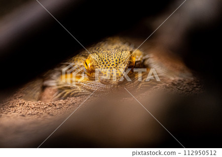 A bearded dragon peeking through a gap A bearded dragon peeking through a gap 112950512