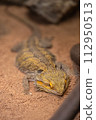 Hoop bearded lizard 112950513