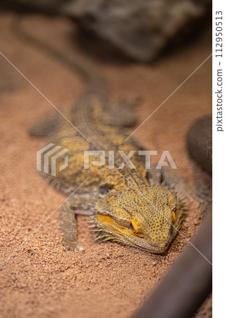 Hoop bearded lizard 112950513