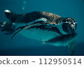 penguin aiming for fish 112950514