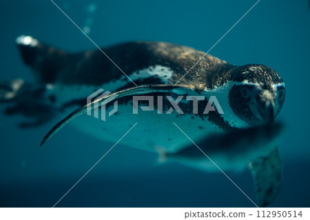 penguin aiming for fish penguin aiming for fish 112950514