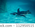 Swimming penguin 112950515