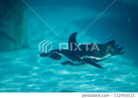 Swimming penguin Swimming penguin 112950515