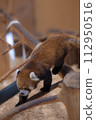 Lesser panda 112950516