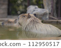 Capybara soaking in a hot spring 112950517