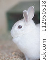 Rabbit  112950518