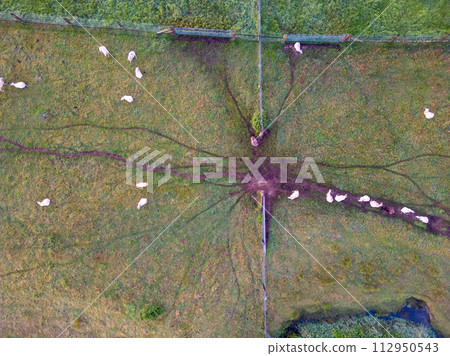 Aerial View of Livestock on Pasture Aerial View of Livestock on Pasture 112950543