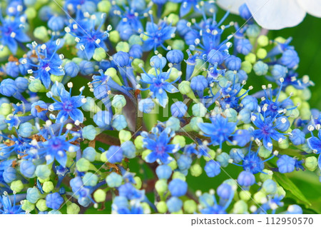 鎌倉的繡球花 112950570