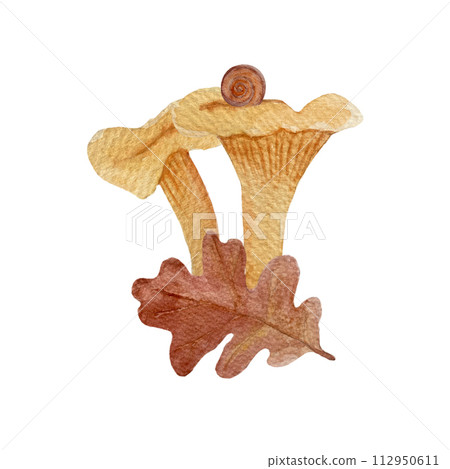 Wild chanterelles with a oak leaf watercolor composition isolated on white. Wild chanterelles with a oak leaf watercolor composition isolated on white. 112950611