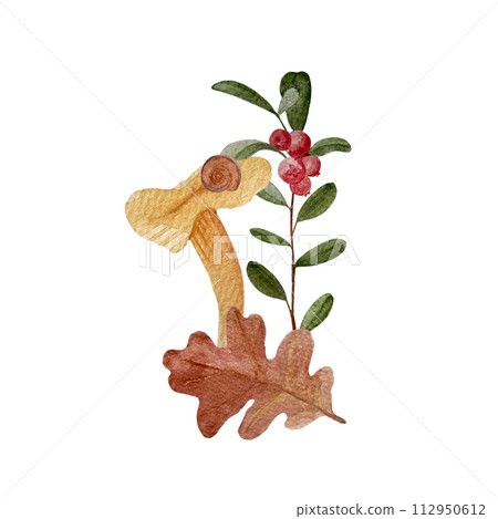 Wild chanterelles with a cowberry sprig watercolor composition isolated on white. Wild chanterelles with a cowberry sprig watercolor composition isolated on white. 112950612