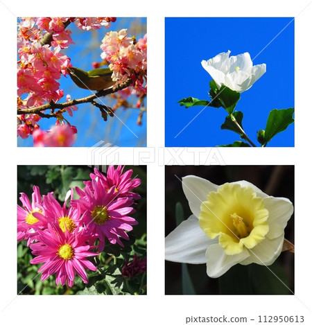 花拼貼畫 花拼貼畫 112950613