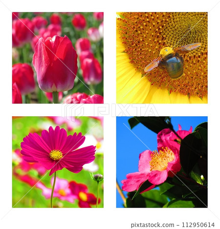 Flower Collage Flower Collage 112950614