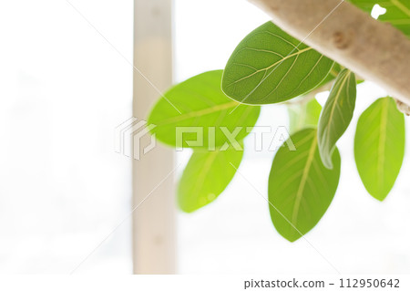 室內綠色室內 室內綠色室內 112950642