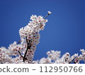 Sakura that shines in the blue sky 112950766