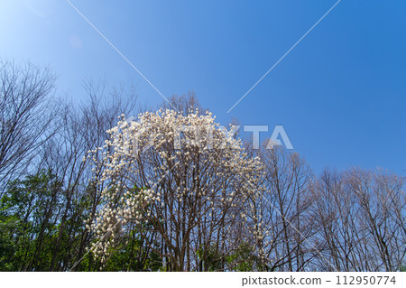 木蘭在森林裡 木蘭在森林裡 112950774