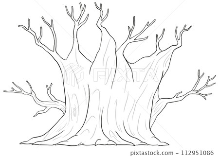 Enchanted Forest Twin Trees Illustration 112951086