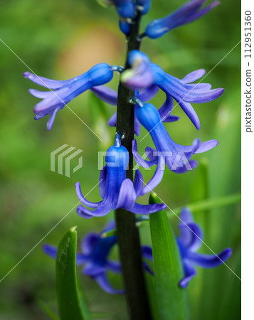 Landscape with hyacinths 112951360