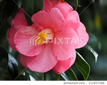 Landscape with pink camellias 112951366