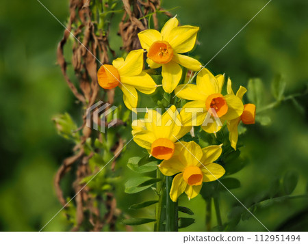 水仙花的風景 112951494