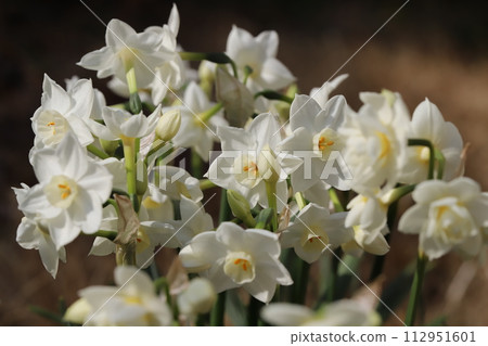 White daffodil flowers blooming in the garden in early spring White daffodil flowers blooming in the garden in early spring 112951601