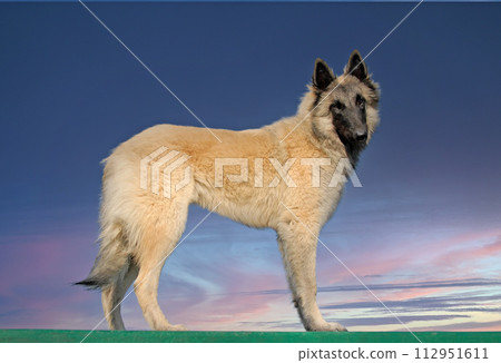 tervueren in nature 112951611