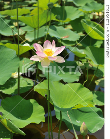 flower of Nelumbo nucifera flower of Nelumbo nucifera 112951613