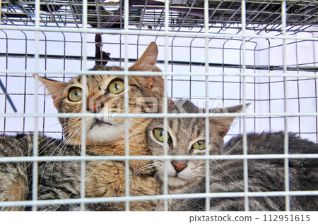 feral cats trapping 112951615