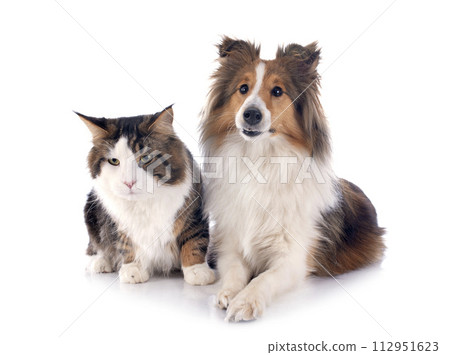 shetland dog ans maine coon cat 112951623