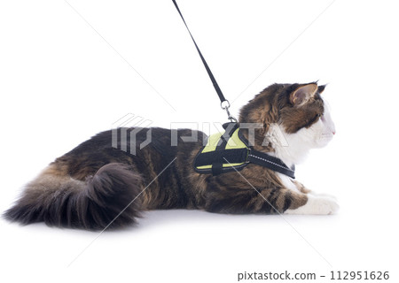maine coon cat 112951626