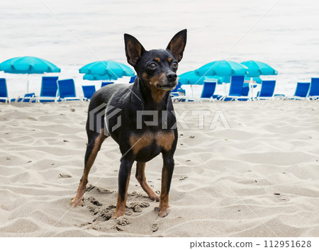 miniature pinscher in summer miniature pinscher in summer 112951628