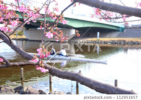 People practicing rowing on the former Nakagawa River where cherry blossoms are blooming 112951657