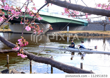 People practicing rowing on the former Nakagawa River where cherry blossoms are blooming People practicing rowing on the former Nakagawa River where cherry blossoms are blooming 112951659