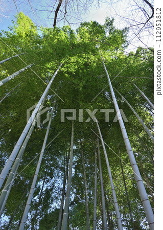Spring bamboo grove Spring bamboo grove 112951812