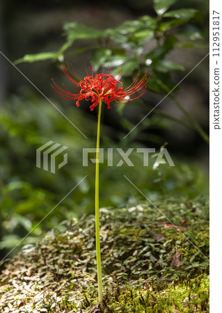 京都大原,三千院,櫻花田裡盛開的蜘蛛百合 京都大原,三千院,櫻花田裡盛開的蜘蛛百合 112951817