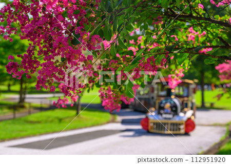 red flowers and flower train red flowers and flower train 112951920