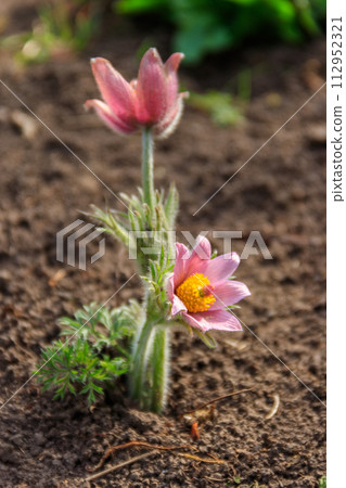 Eastern pasqueflower (Pulsatilla patens), also known as prairie crocus, cutleaf anemone, rock lily 112952321