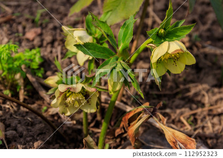 Green hellebore flower on flowerbed in garden 112952323