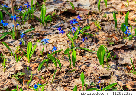 Blue scilla flower (Scilla bifolia) or Squill in forest on spring 112952353