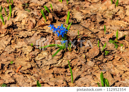 Blue scilla flower (Scilla bifolia) or Squill in forest on spring 112952354