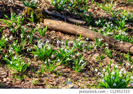 White snowdrop flowers (Galanthus nivalis) in a spring forest 112952355