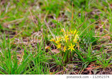 Yellow star-of-Bethlehem flowers (Gagea lutea) on a green meadow Yellow star-of-Bethlehem flowers (Gagea lutea) on a green meadow 112952374