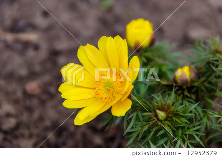 Yellow adonis flower in garden on spring 112952379
