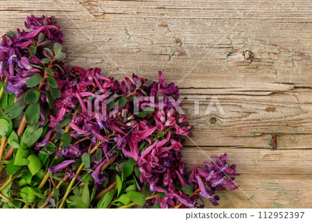 Purple corydalis flowers on rustic wooden background Purple corydalis flowers on rustic wooden background 112952397