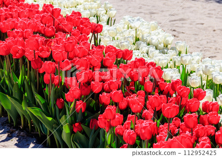Beautiful tulips in the park at spring Beautiful tulips in the park at spring 112952425