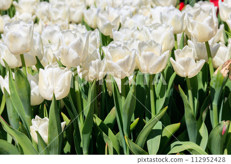 Large flowerbed of white tulips in the park at spring Large flowerbed of white tulips in the park at spring 112952428